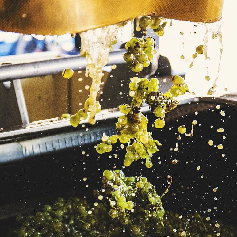 Learn More about McPherson Wines