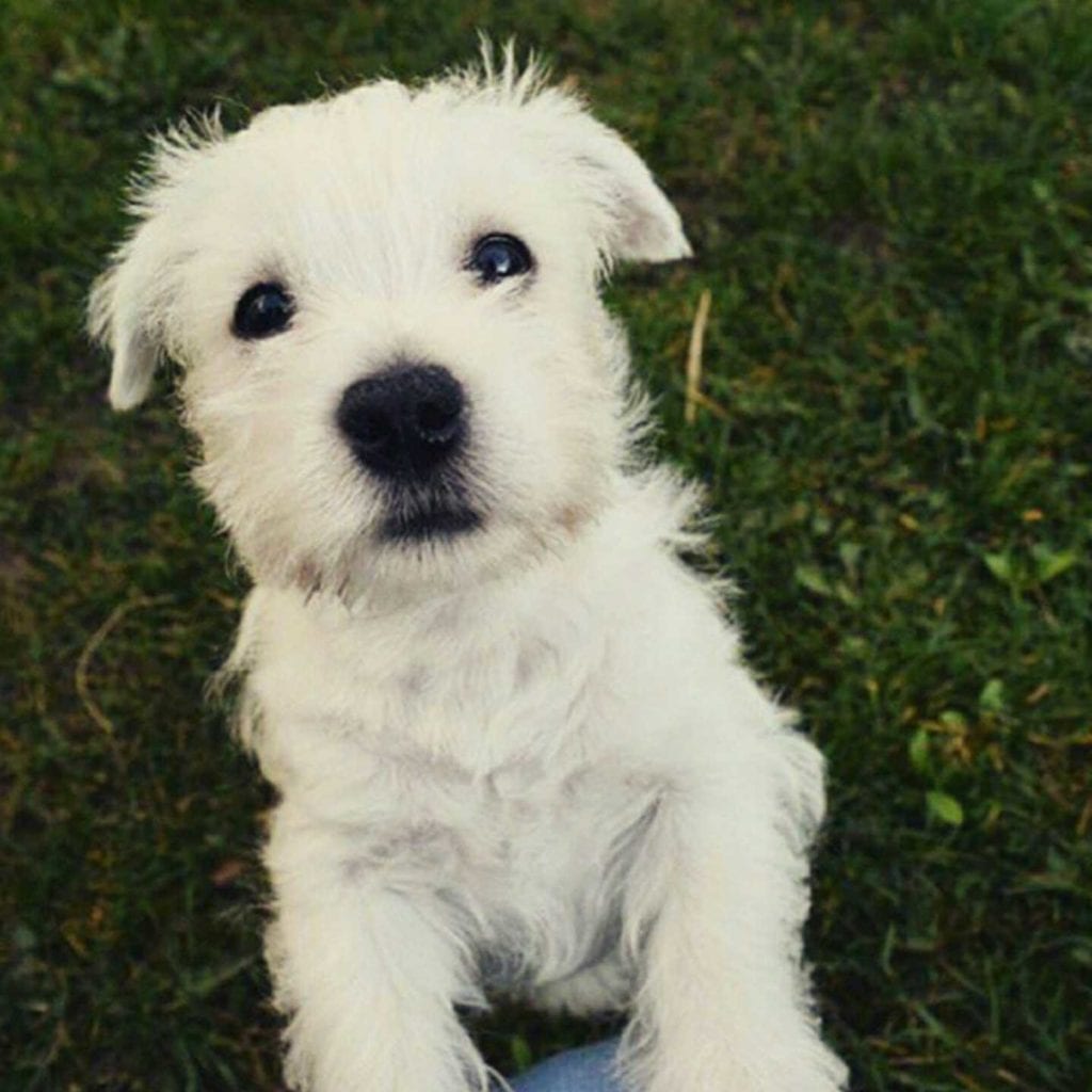 dogs, 360 MAGAZINE, pets, animals,