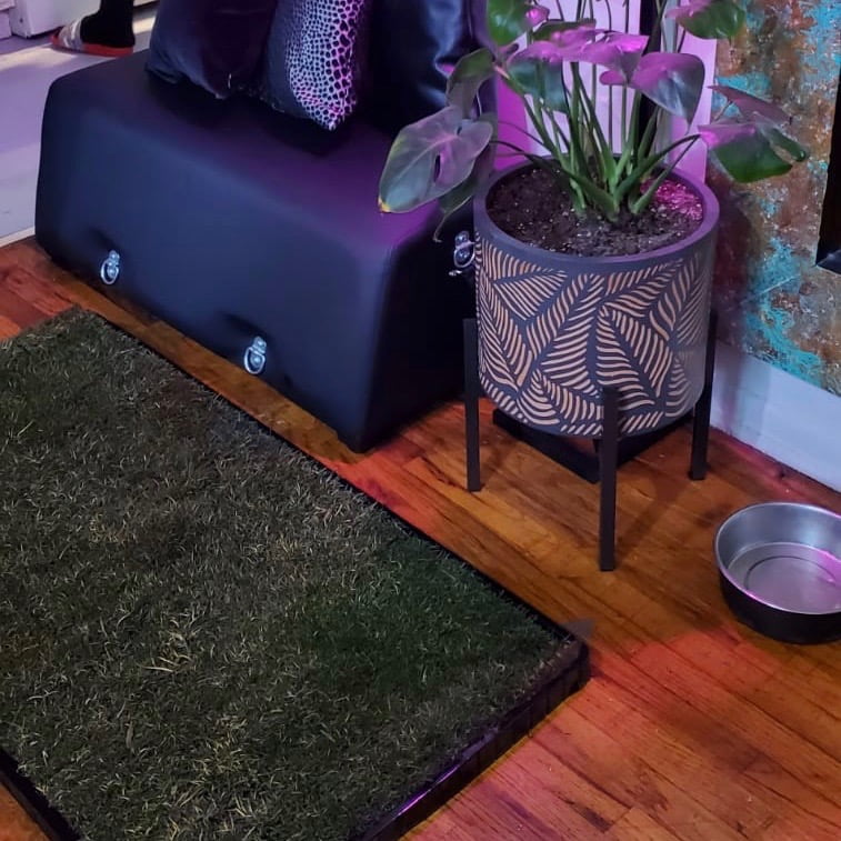 DoggieLawn image for 360 Magazine