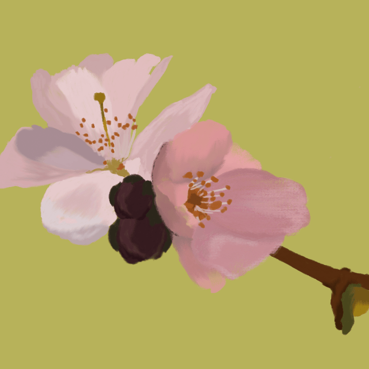 Cherry Blossom illustration by Heather Skovlund for 360 Magazine