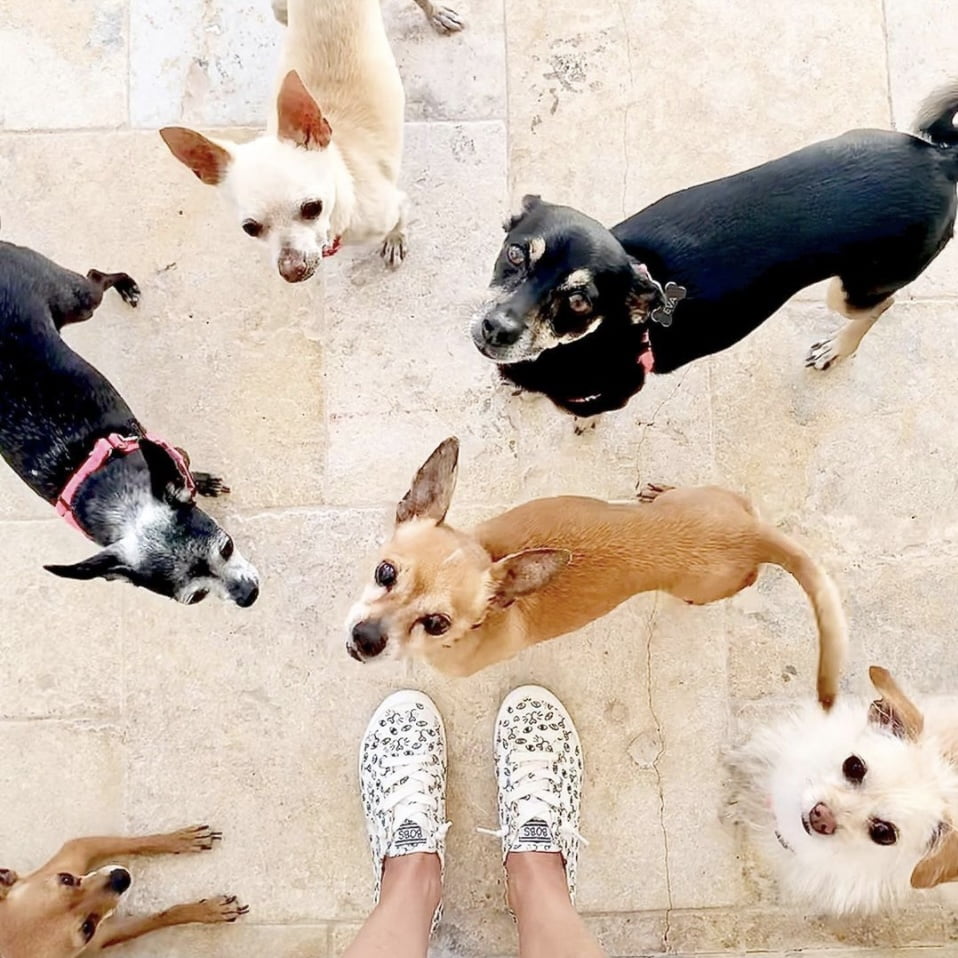 Image shot by @twochihuahuas on Instagram for BOBS from Skechers by use by 360 Magazine