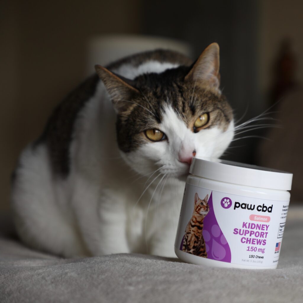 cbdMD Pet CBD Soft Chews for Cats image via Taylor Gerard at 5WPR for use by 360 Magazine