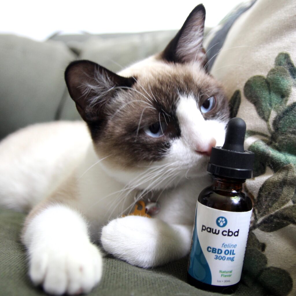 cbdMD Pet CBD Tincture for Cats image via Taylor Gerard at 5WPR for use by 360 Magazine