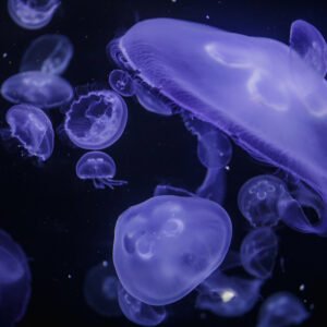 by Birch Aquarium for use by 360 Magazine