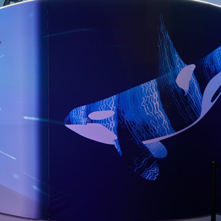 Immersive whale experience from Sarah Bronilla from Tribeca Immersive for use by 360 Magazine