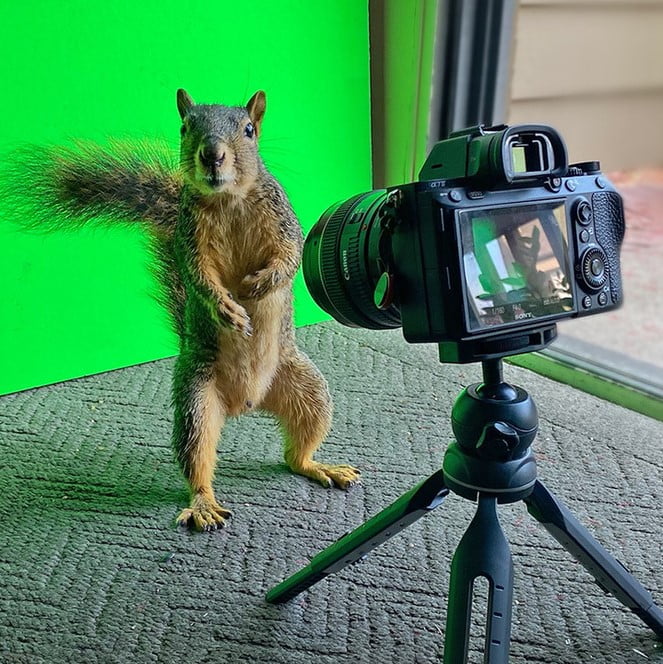 Squirrel Me Bad via Daniel Robert Cohn for use by 360 Magazine