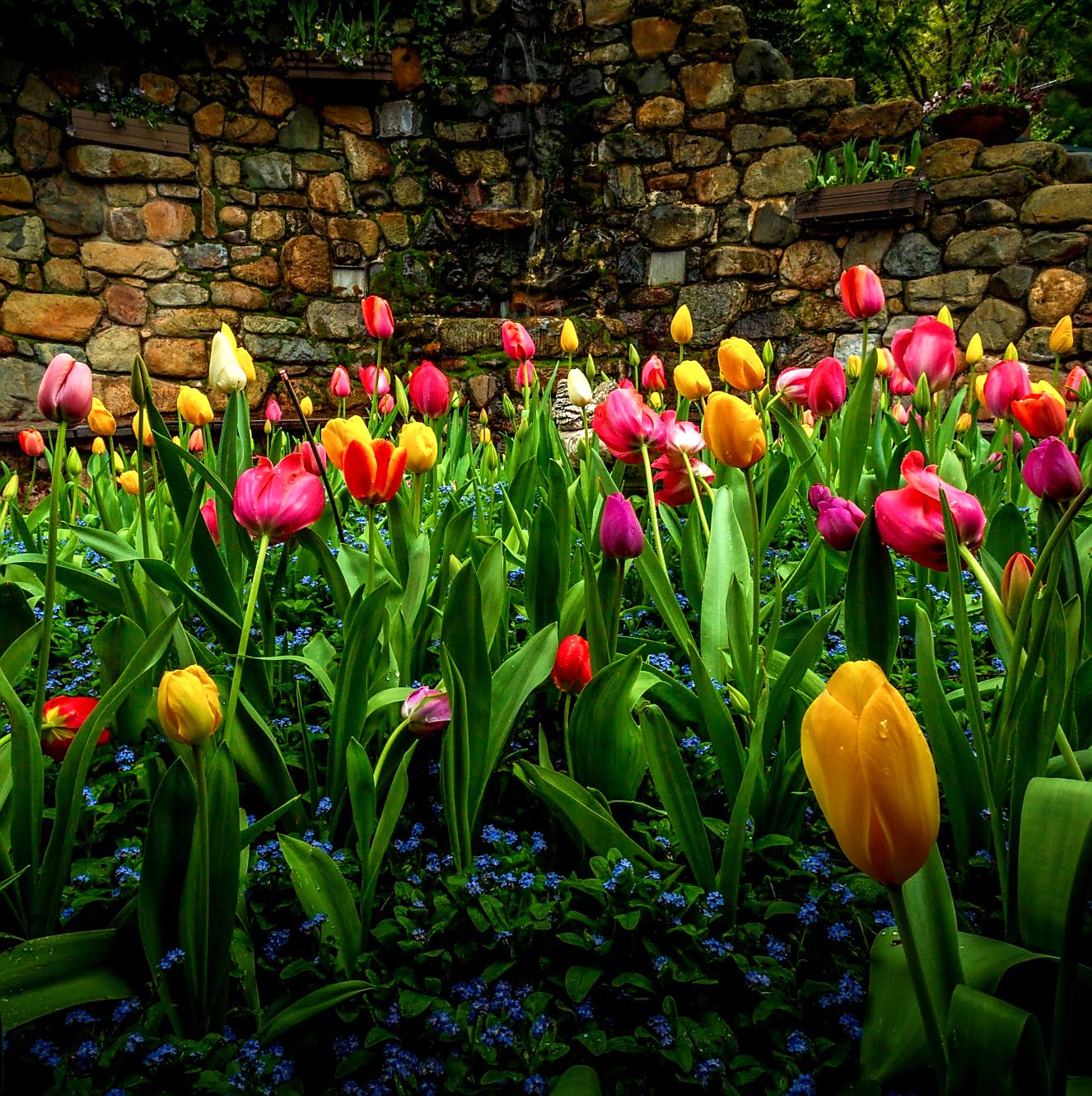 Crystal Hermitage Tulips via Kial James for Thumbler Agency for use by 360 Magazine