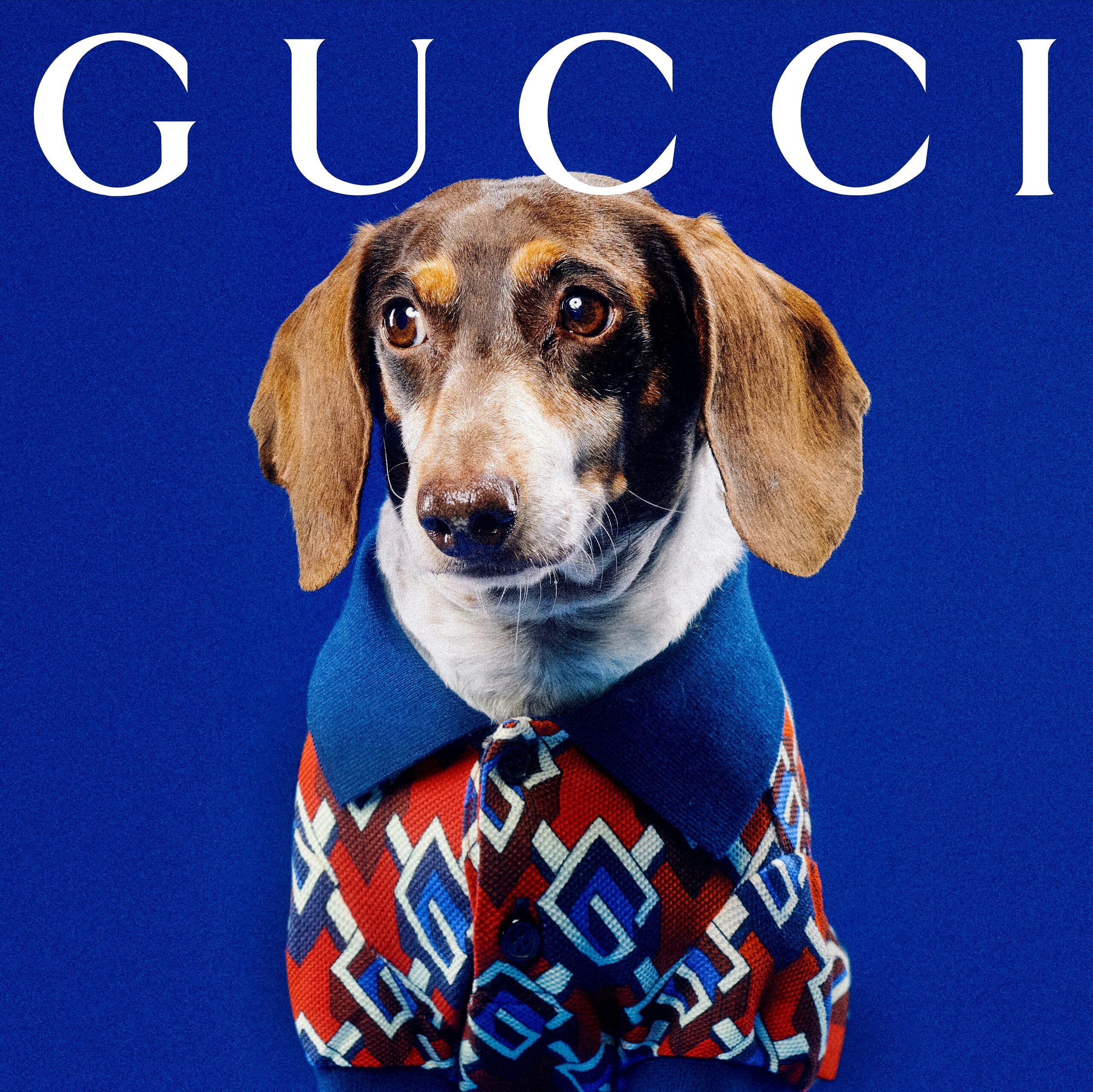 Gucci Pet collection via Gucci for use by 360 Magazine