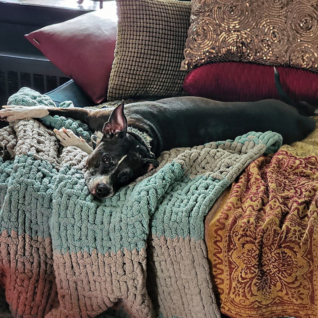 360 MAGAZINE Pitbull MASCOT FOR NATIONAL PREPAREDNESS MONTH