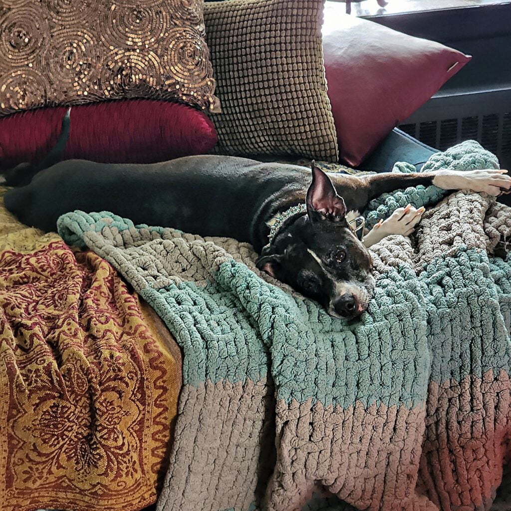 360 MAGAZINE Pitbull MASCOT FOR NATIONAL PREPAREDNESS MONTH