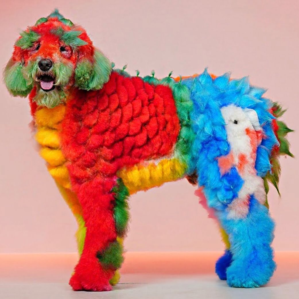 Celebrity dog grooming artist Gabriel Feitosa via 360 MAGAZINE.