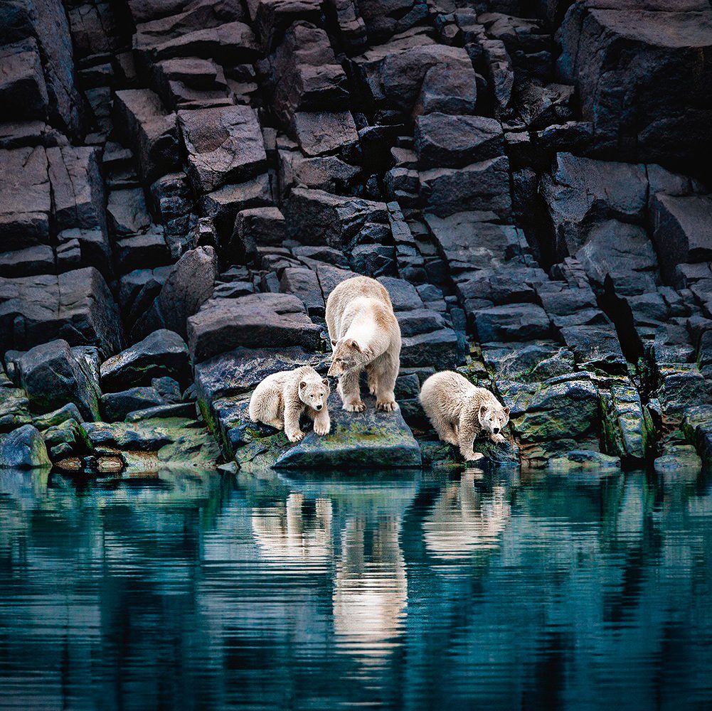 The Long Summer,  by Paul Nicklen (2007). Norway 31 x 46.5 in. via 360 MAGAZINE.