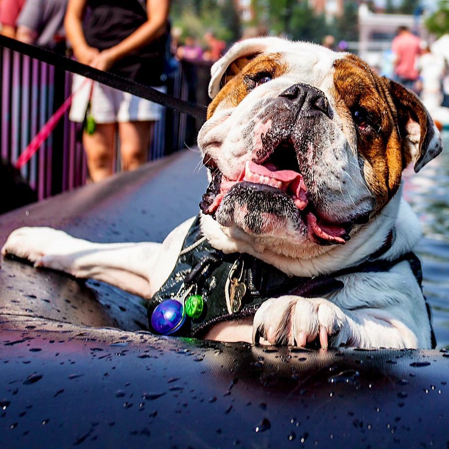 Dog of the Day festival in Santa Monica via 360 MAGAZINE.
