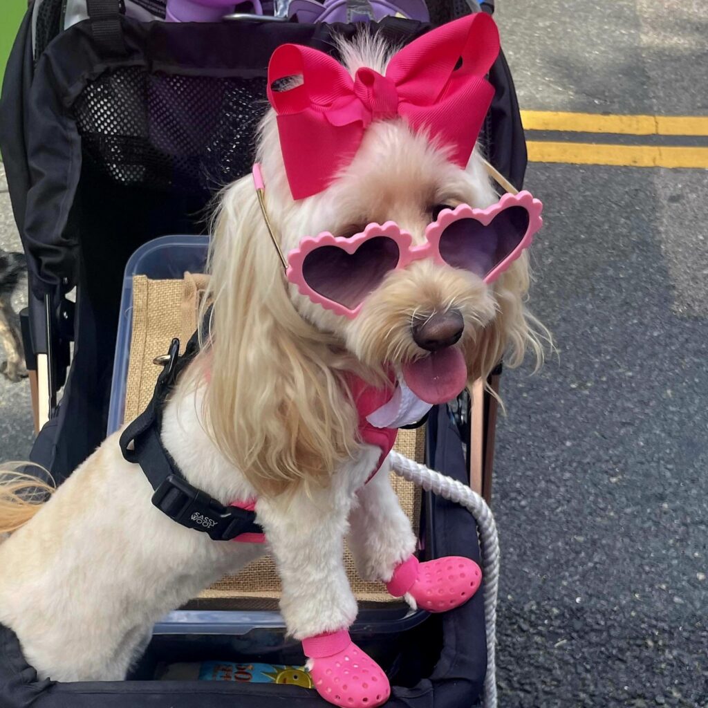 Dog of the Day Santa Monica had over 10K attendees media sponsored by 360 MAGAZINE photo by Brooke Bondurant.