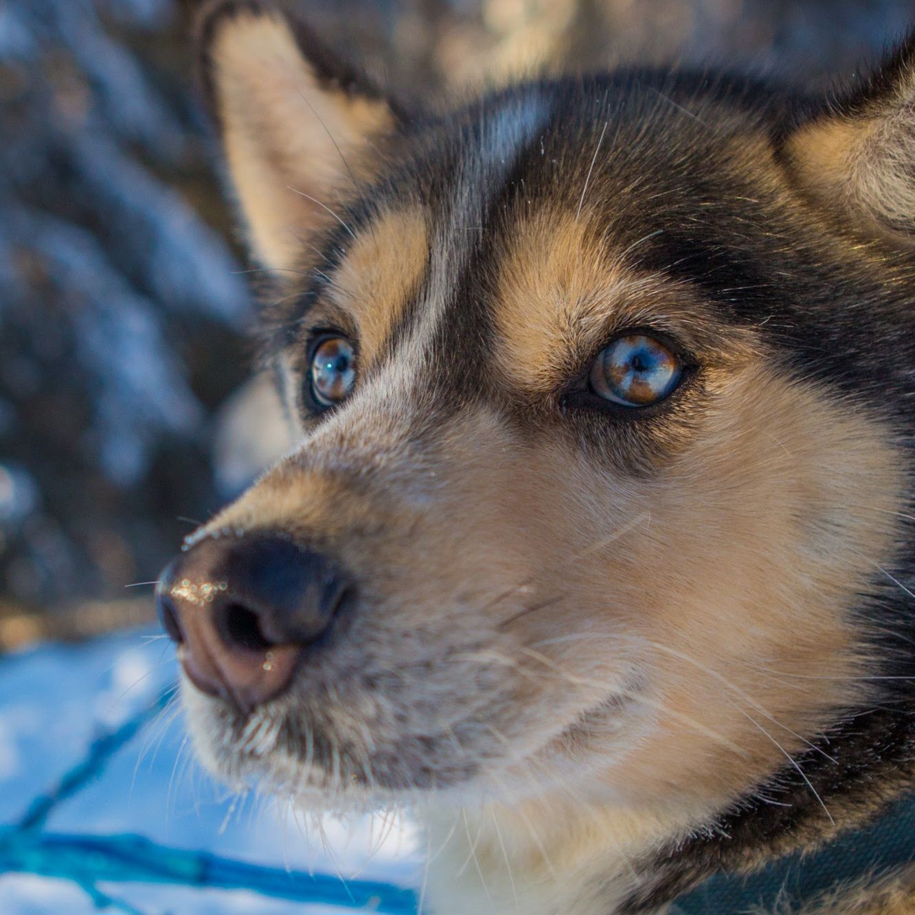 Gondwana Ecotours is thrilled to announce its new “Solar Maximum” Alaska Northern Lights Adventure, an eight-day tour designed to take advantage of a once-in-a-decade celestial event. As the sun peaks in its 11-year cycle, known as the solar maximum, there has been a surge in the intensity and frequency of the Aurora Borealis via 360 MAGAZINE.