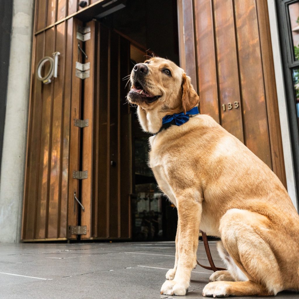 QT Melbourne dog concierge via 360 MAGAZINE. 