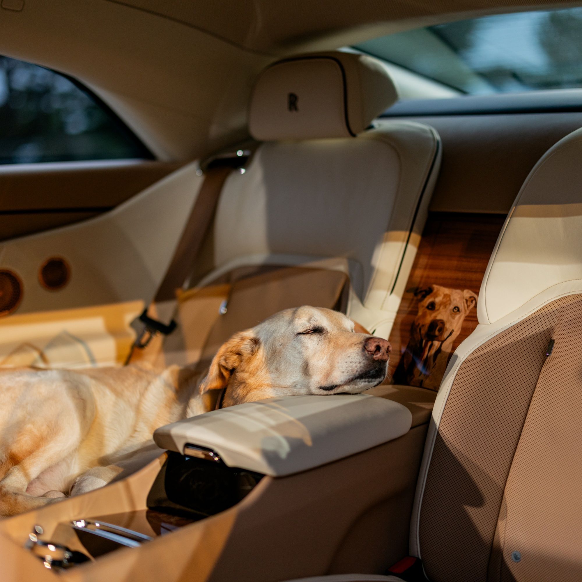 ROLLS-ROYCE SPECTRE BAILEY: A JOYFUL TRIBUTE TO A BELOVED DOG via 360 MAGAZINE.