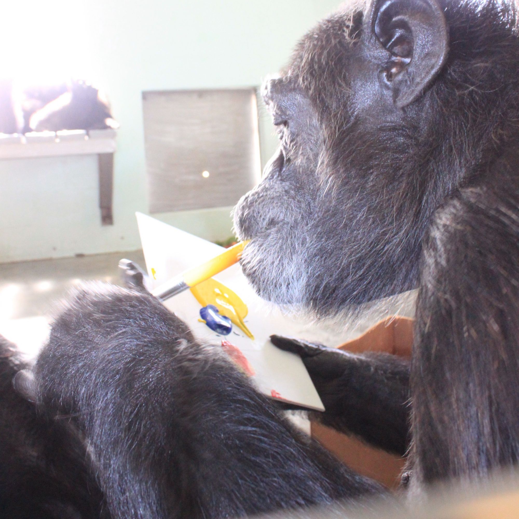 Ozzy Osbourne + Save the Chimps Collection USA Debut via 360 MAGAZINE. 