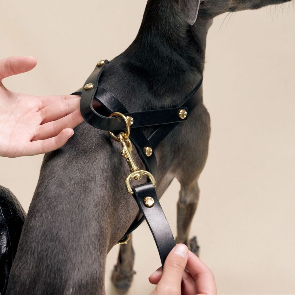 Luxury pet fashion, collars and accessories via 360 MAGAZINE.