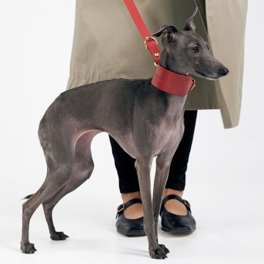 Luxury pet fashion, collars and accessories via 360 MAGAZINE.