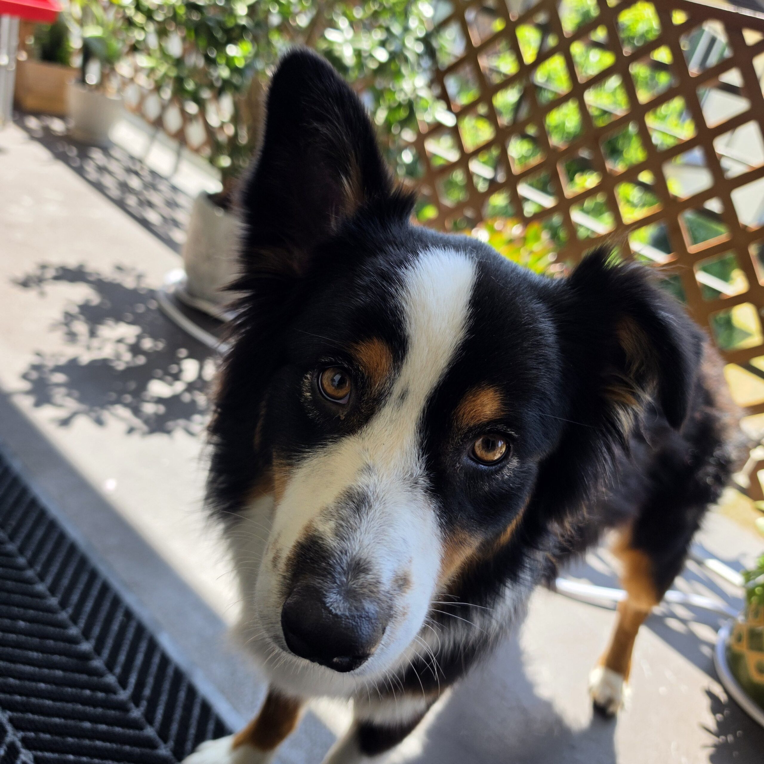 Mesa dog attacks via 360 MAGAZINE.